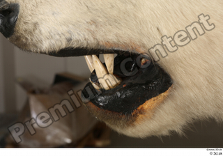 Polar bear mouth teeth 0010.jpg